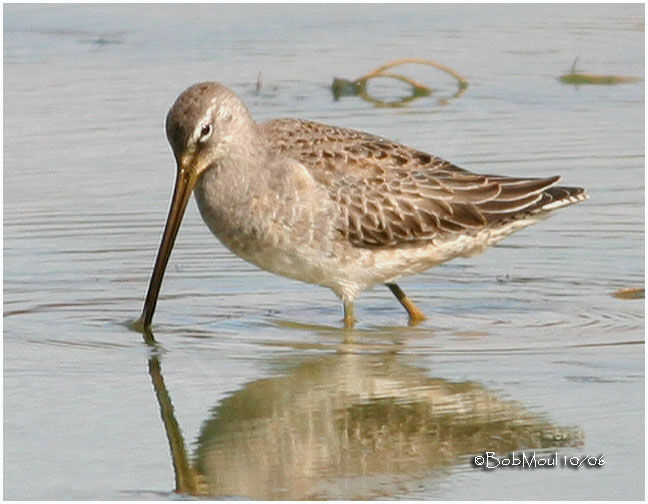 Long-billed Dowitcher