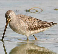 Long-billed Dowitcher