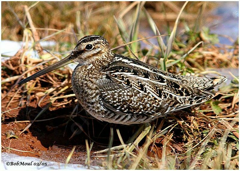 Common Snipeadult