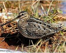 Common Snipe