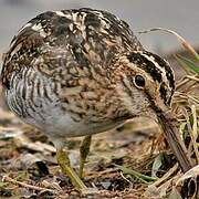 Common Snipe