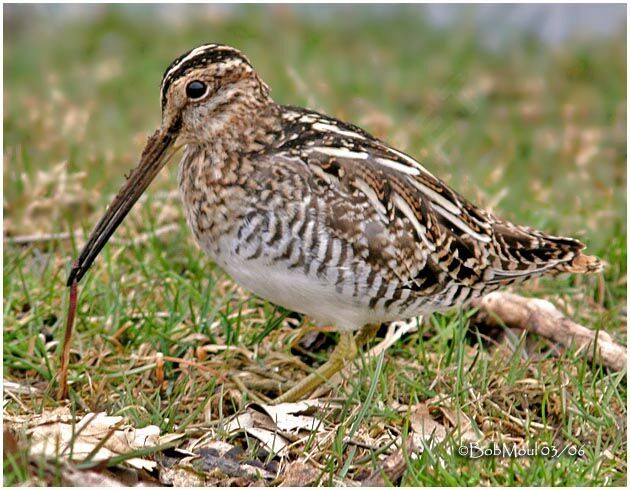 Common Snipe