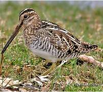 Common Snipe