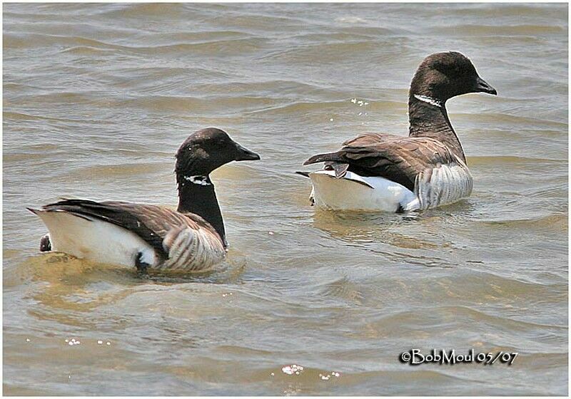 Brant Goose