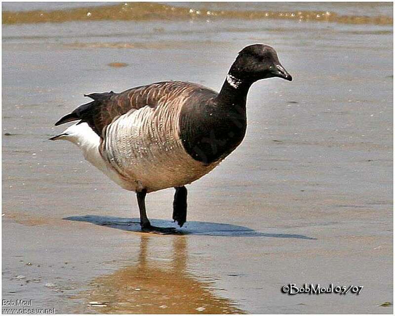 Brant Gooseadult, identification