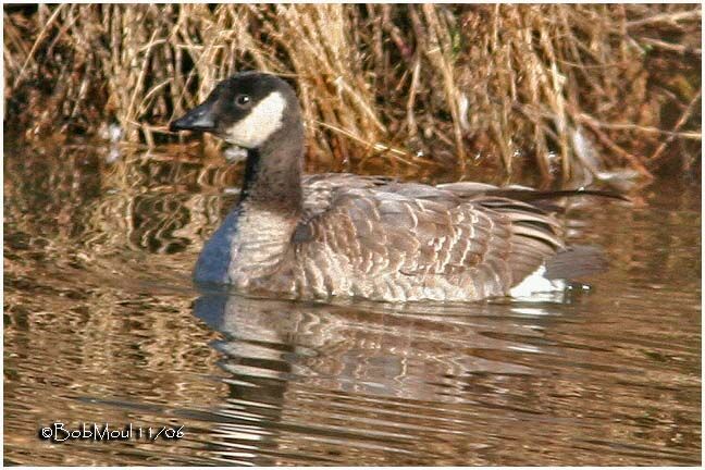 Cackling Goose