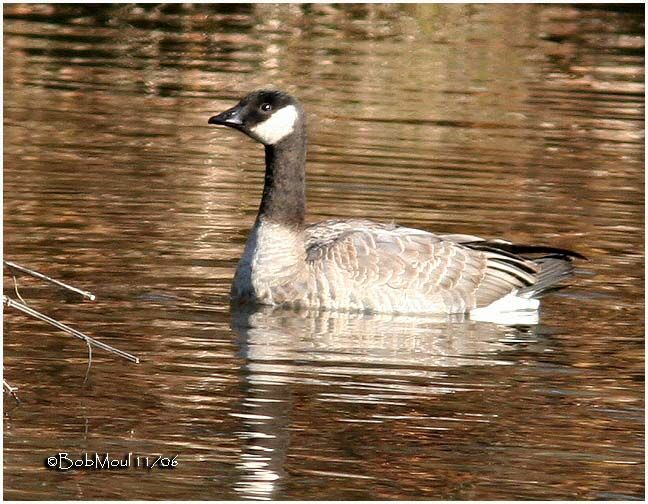 Cackling Goose