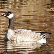 Cackling Goose