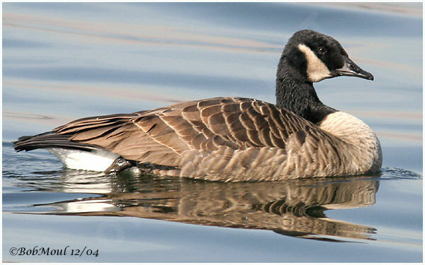 Canada Goose