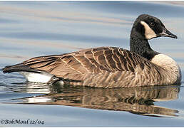 Canada Goose