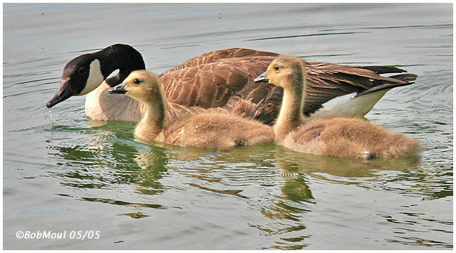 Canada Goose