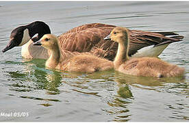 Canada Goose