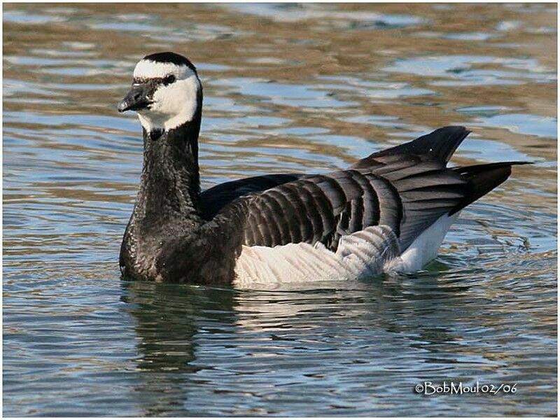 Barnacle Goose