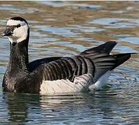 Barnacle Goose