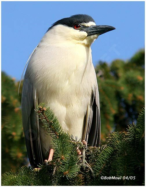 Black-crowned Night Heron