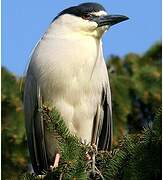 Black-crowned Night Heron