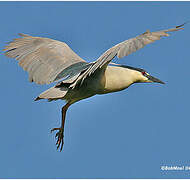 Black-crowned Night Heron