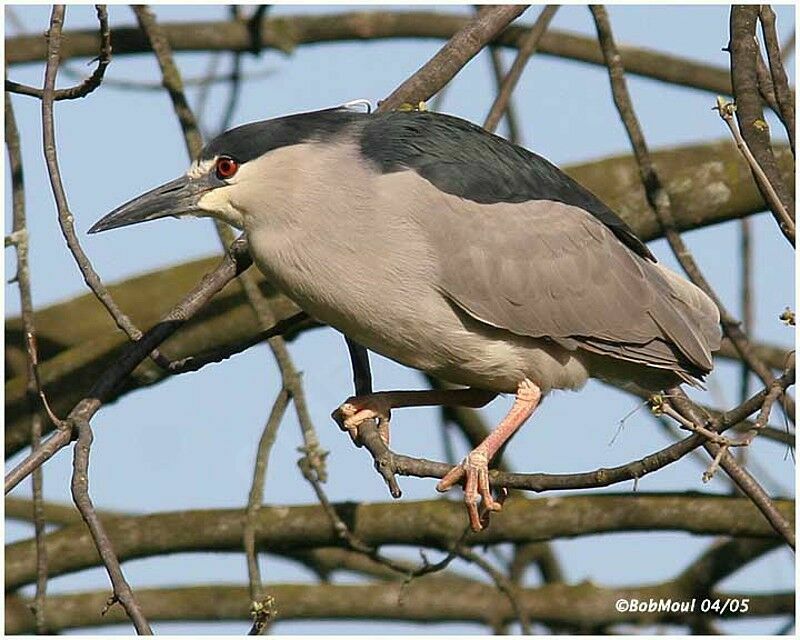 Bihoreau gris