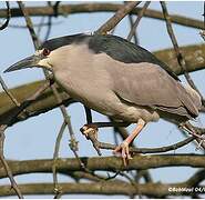 Black-crowned Night Heron