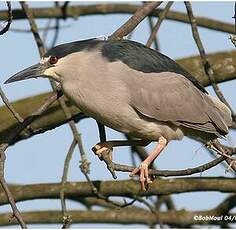 Bihoreau gris