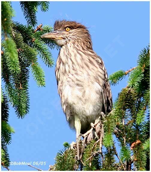 Black-crowned Night Heron