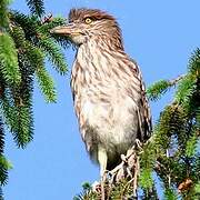 Black-crowned Night Heron