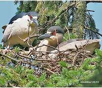 Black-crowned Night Heron