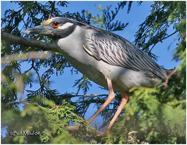 Yellow-crowned Night Heron