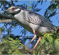 Yellow-crowned Night Heron