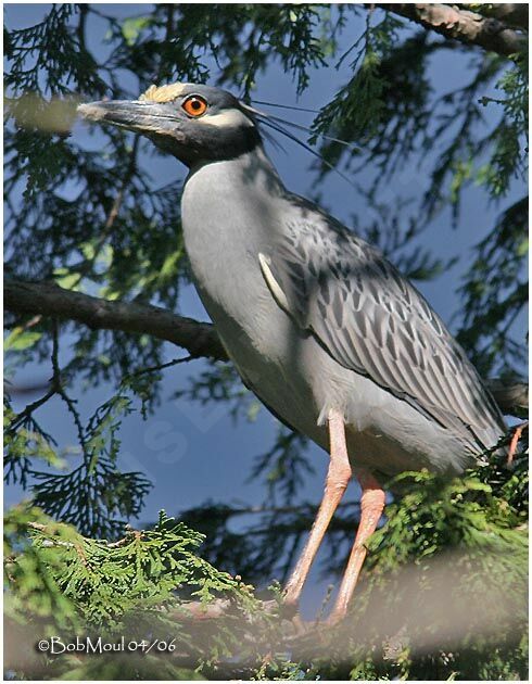 Yellow-crowned Night Heronadult breeding