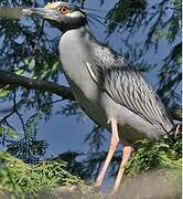 Yellow-crowned Night Heron