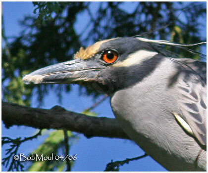 Yellow-crowned Night Heronadult breeding