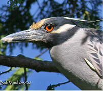 Yellow-crowned Night Heron