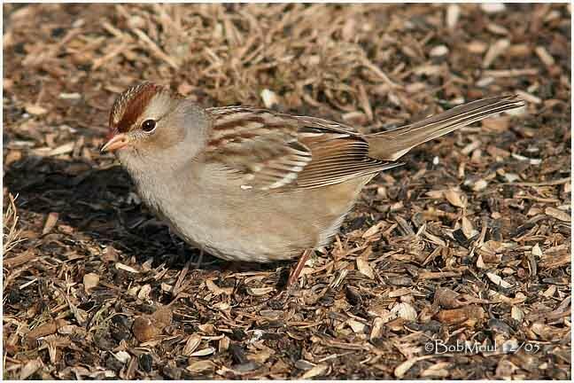 Bruant à couronne blanche