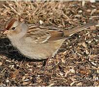 White-crowned Sparrow