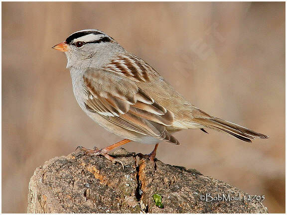 Bruant à couronne blanche