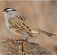 White-crowned Sparrow