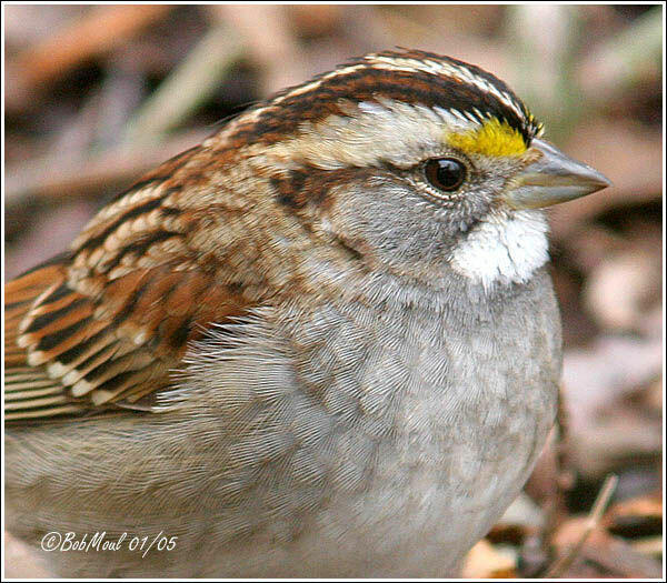 White-throated Sparrow