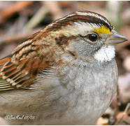 White-throated Sparrow