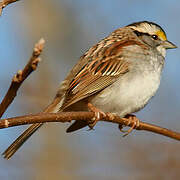 White-throated Sparrow