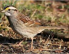 White-throated Sparrow