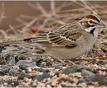 Lark Sparrow