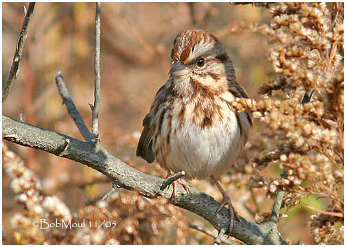 Song Sparrow