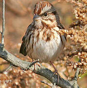 Song Sparrow