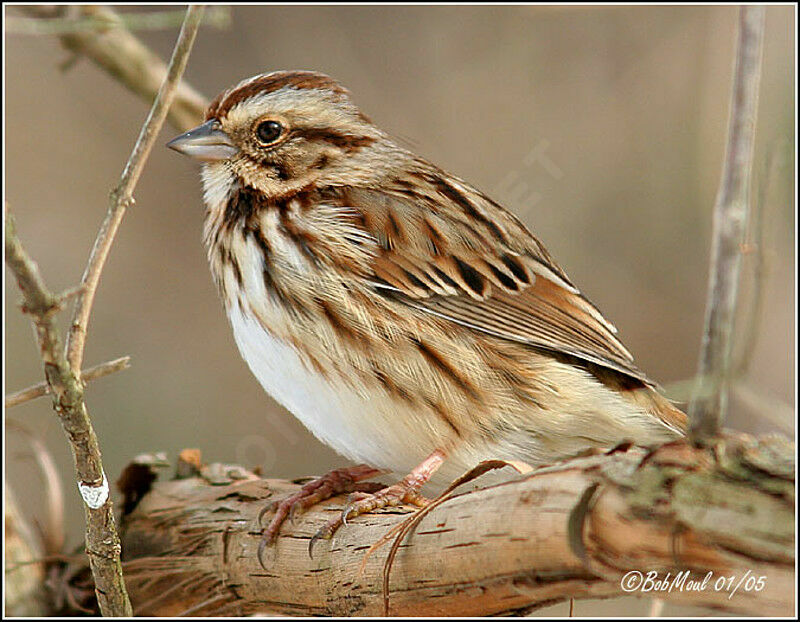 Song Sparrow