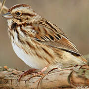 Song Sparrow