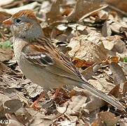 Field Sparrow