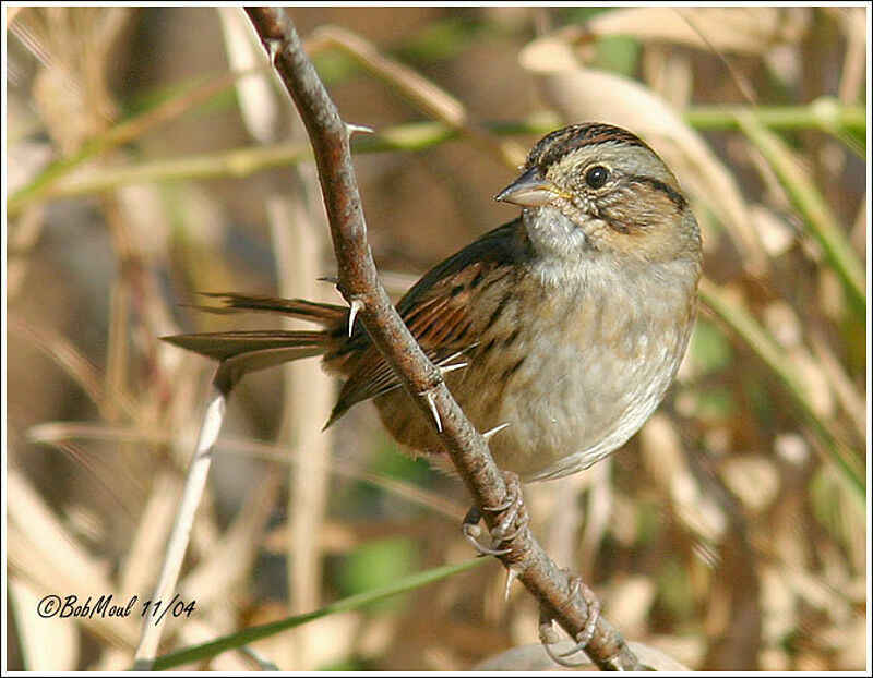 Swamp Sparrow