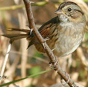 Swamp Sparrow