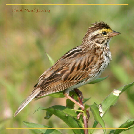 Savannah Sparrow